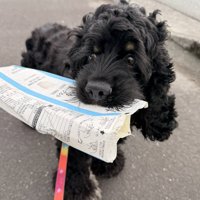 アメコカ