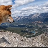 山頂から町を眺めるメスの犬