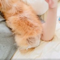 全身を預ける犬