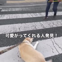 前方へ向かって進む犬
