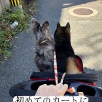 カートに乗る鶴ちゃん