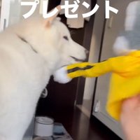 パンチするおもちゃVSだい吉くん