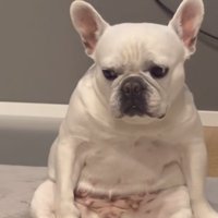 迷惑そうな顔をする小型犬