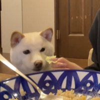 キャベツに近づく犬
