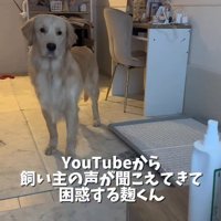 困惑する麹くん