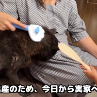 一休さんのブラッシング