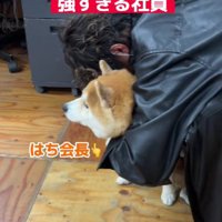 社員の癒しになるはちくん