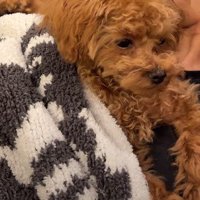 ママに甘える子犬の出(いずる)ちゃん
