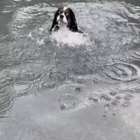 目を見開いて泳ぐ犬2