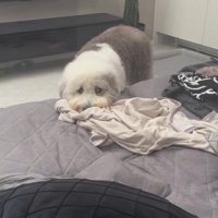 いじけたポン太くん