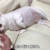 何度誘っても動こうとしません