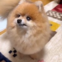 手を差し出す男性を見上げる犬