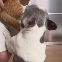 飼い主の膝に前足を置く犬