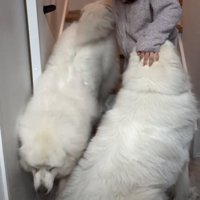 階段を降りる犬