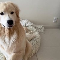 左前足を上げる大型犬