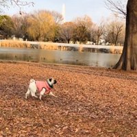 湖のほとりを歩く鱈ちゃん