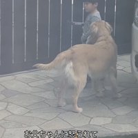 フェンスの前で立ち止まる男の子と寄り添う犬