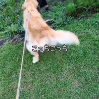 「早くこっちにきて～」