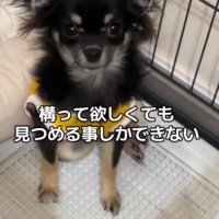 おとなしくてアピールが苦手