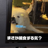 窓をペロッ