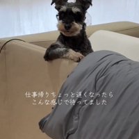 前足をそろえて見つめる犬