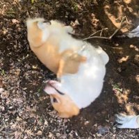 ゴロゴロする犬1