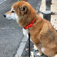 バランス感覚がすごい