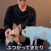 ぶつかる老犬