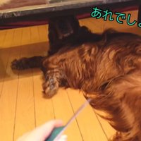 テーブルの下に隠れるカイルくん