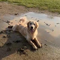 笑顔の大型犬