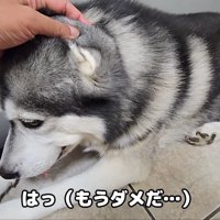 「もう限界…」