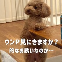 ごはんを食べている飼い主を見つめる犬