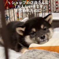 黒柴犬のきびくん