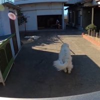 おばあちゃんのもとへダッシュ