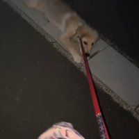 側溝のフタの上に寝転がる犬