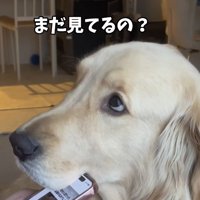スマホに顎を乗せたまま飼い主を見つめる大型犬