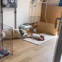 手を舐める犬