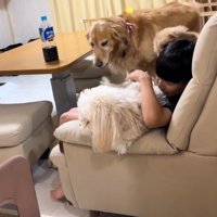 わんこに押しつぶされるお孫さん