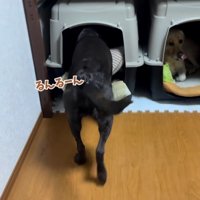 ルンルンシッポを振ってハウスに入る黒ラブ