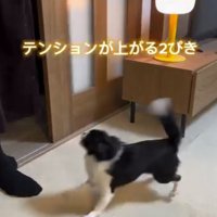 飼い主の女性の周囲で激しく動き回る2頭の小型犬