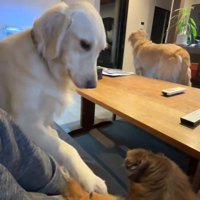 チワワ2匹とゴル2匹の日常