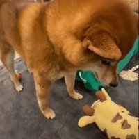 おもちゃとおしゃべりするこたろう君