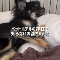 帰省する黒い小型犬