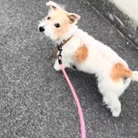 投稿者さんを見つめながらお散歩♡