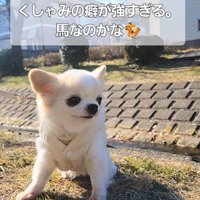 たねちゃんのくしゃみ8