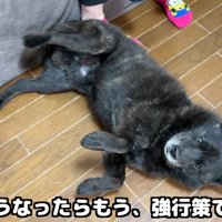 「勘弁してください～」