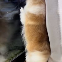 しっぽをパタパタするチワワさん