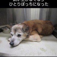 飼い主さんを亡くしてひとりぼっちに…