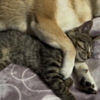 猫を前脚で抱える犬