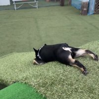 お腹をつけて伏せる犬
